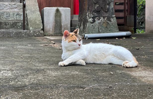 Finding Local Cats and Hidden Alleys of Nagasaki Walking Tour
