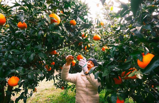 Small Group Tour for Jeju Fall Pink Muhly, Tangerines & Mt. Halla
