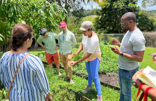 Learning about Medicinal Plants of Puerto Rico