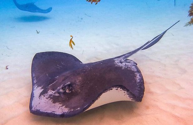 Stingray City and Seven Mile Beach Adventure Tour