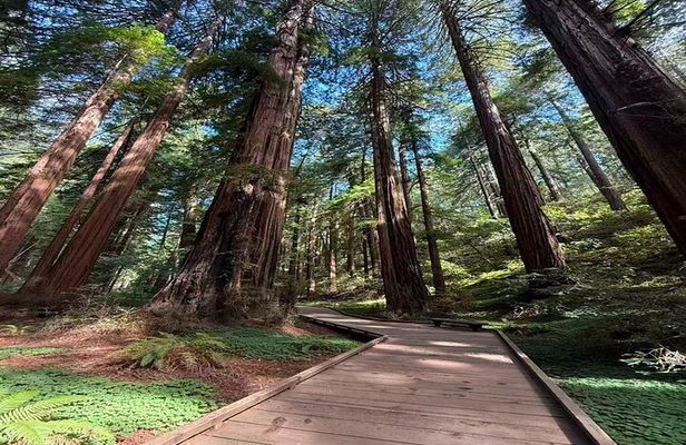 Muir Woods, Sausalito, Battery Spencer Premium Small-Group Tour