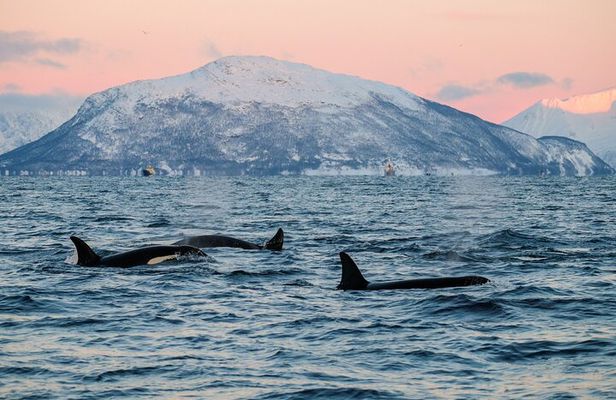 Tromsø: Whale Safari by RIB Boat with Transfer