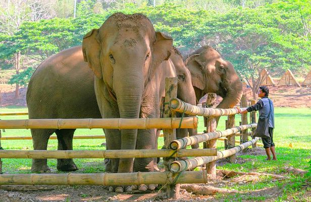 Chiang Mai Elephant Sanctuary and Sticky Waterfall Day Tour