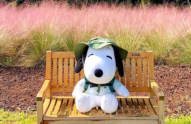 Small Group Tour for Jeju Autumn Snoopy Garden and Tangerine Cafe