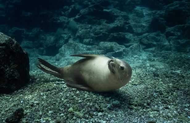 Scuba Diving in La Paz Private Tour