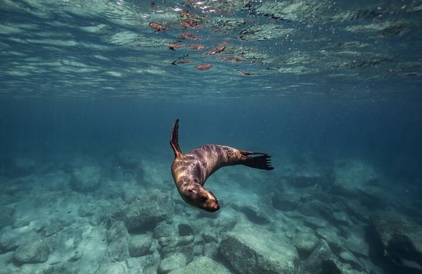 Sea Lion Snorkel Adventure at Espíritu Santo Island