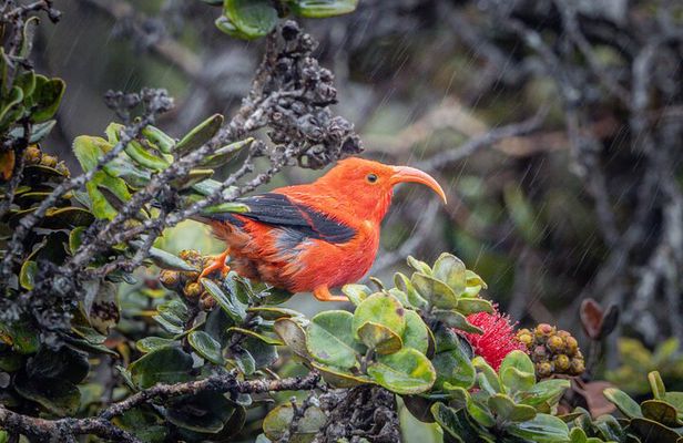 Big Island Birdwatching Tour