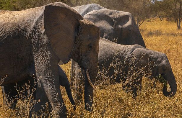 4-Days Big Five Safari: Tarangire, Serengeti & Ngorongoro Crater
