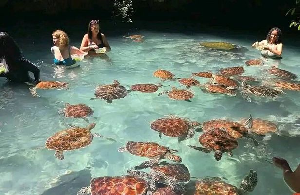 Zanzibar Dolphin and Snorkeling Tour with Beach Lunch