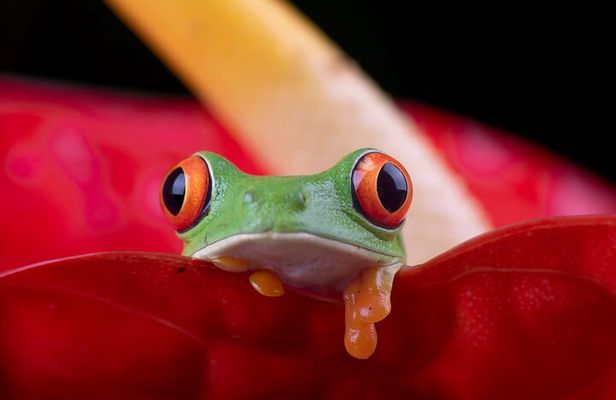 Manuel Antonio and Night Walking Tour with a Naturalist Guide