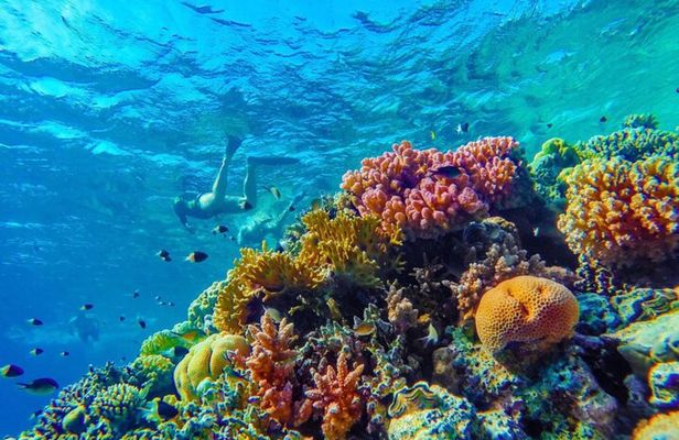 Snorkel Experience in Bonaire