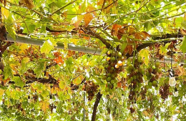 Taste of Paphos Hills: Boutique Wine Tour & Scenic Escape