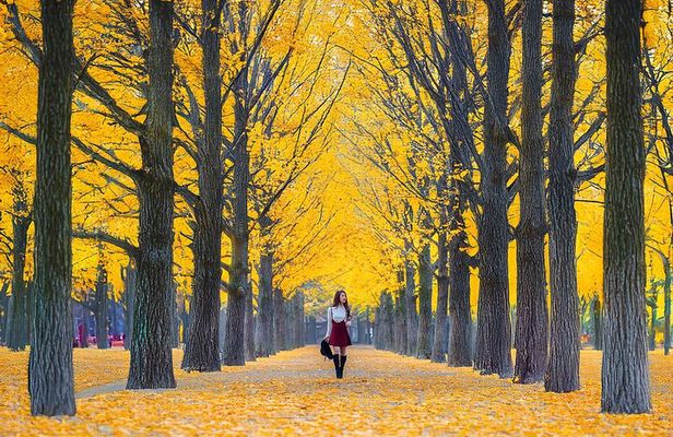 Nami Island & Alpaca Garden & Garden of Morning Calm