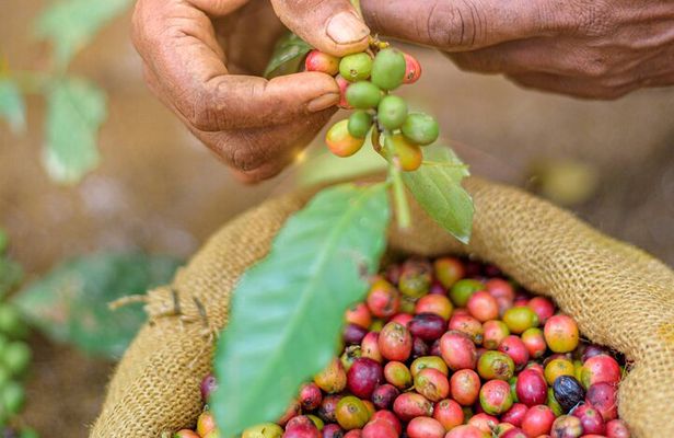 Kandy Yahalatenna Walking Coffee Class Activity