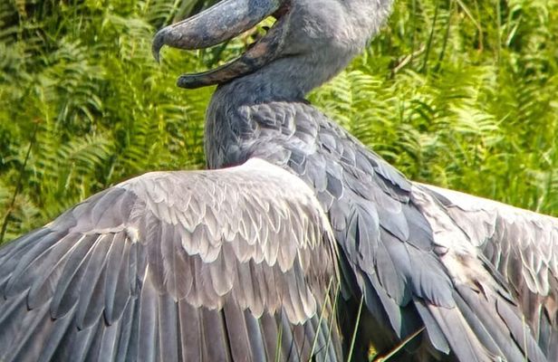 Shoebill tours and birding Safaris 