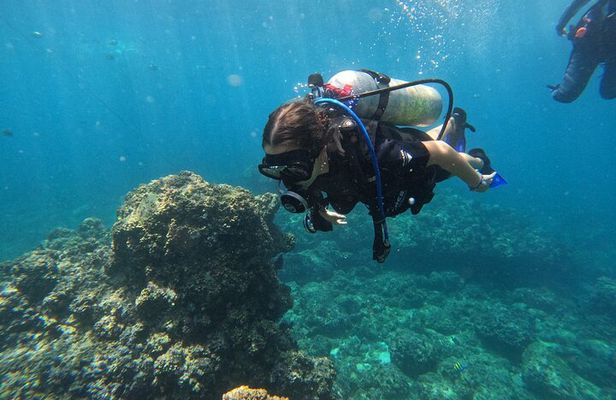 Diving exploration for beginners in Los Arcos de Mismaloya