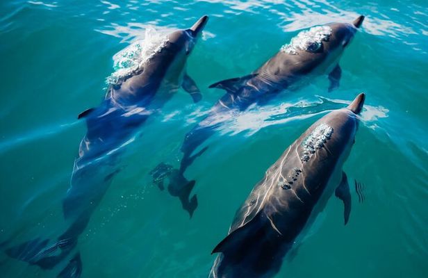 2 Hour Private Captained Crab Island Dolphin Tour in Destin