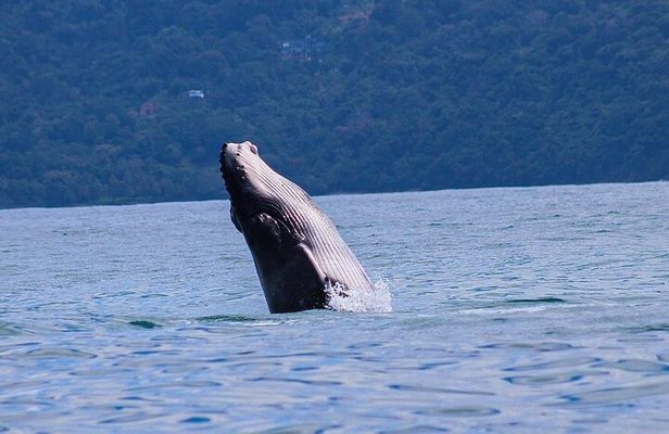 Whale and Dolphin Watching in the Whale Marine Park