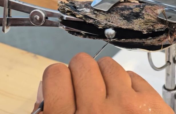 Snorkeling Discovery DE the Black Pearl and Lunch in Bora Bora