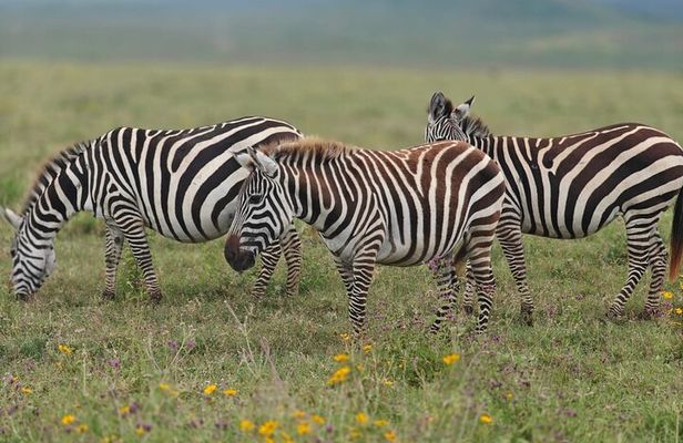 Tarangire and Ngorongoro 2 Day Safari Adventure