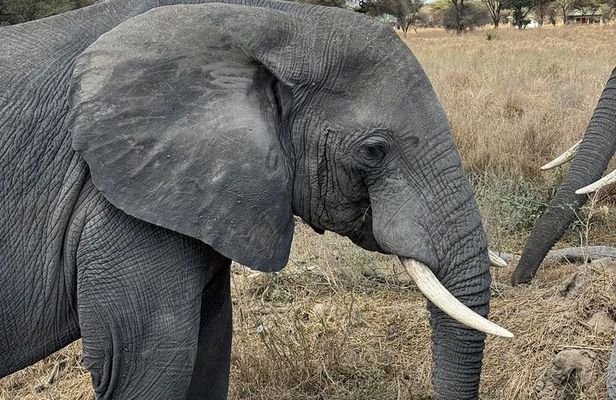 2-Days Big Five Safari: Tarangire & Ngorongoro Crater Adventure