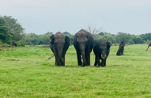 Private Jeep Safari at Minneriya and Kaudulla National Parks