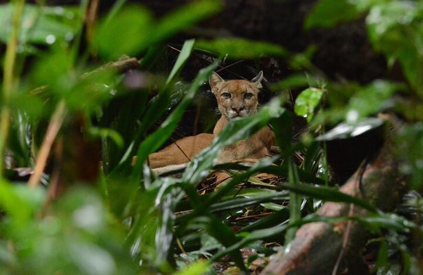 Corcovado National Park Tour: Hiking a gem in San Pedrillo