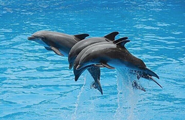Swim with Dolphins (15 Minutes) + Transfer – Sharm El Sheikh