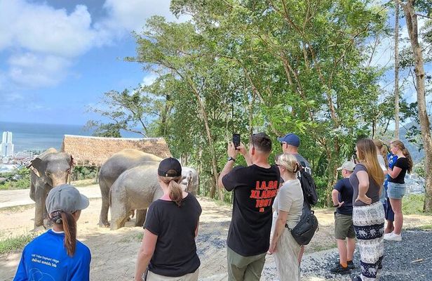 Phuket Guided Tour to Elephant Sanctuary with Hotel Transfers