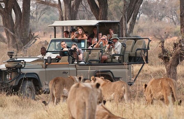 Chobe Full Day Trip from Victoria Falls