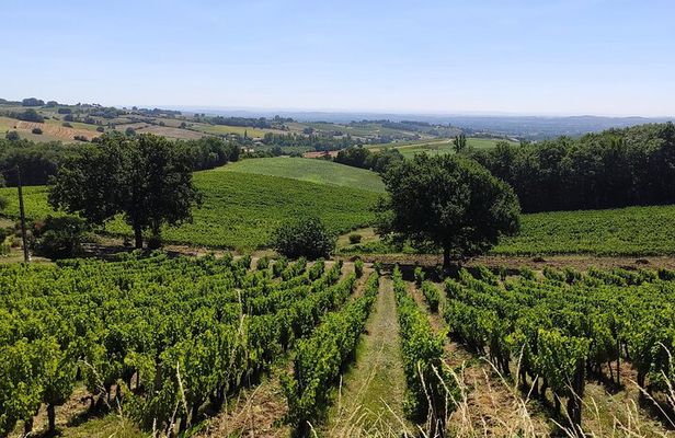 Gaillac Small Group Wine Tour from Toulouse