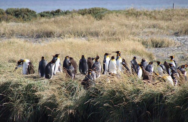 Penguin King and Navigating the Strait of Magellan