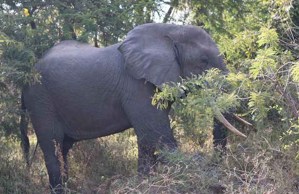 4 Days Mikumi and Nyerere National Park Private Tour