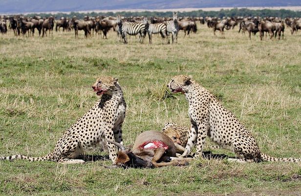 4 Day Serengeti Luxury Tented Camps Safari