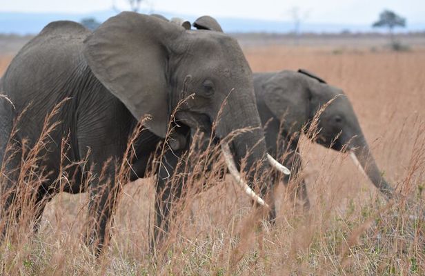 3 Days 2 Nights Safari to Mikumi National Park