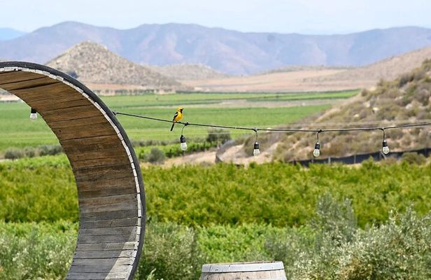 Valle de Guadalupe Adults Only Tour