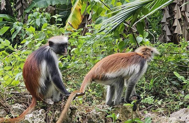 Private Full Day Jozani Forest Kuza cave Paje Beach The Rock 