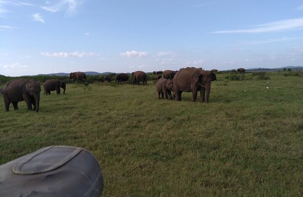 Dambulla, Sigiriya and National Park Safari Tour from Kandy