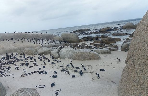 Private Boulder Beach Penguins and Table Mountain Half-Day Tour