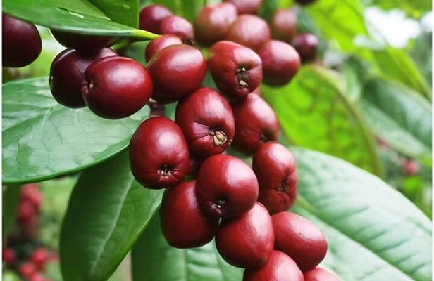 Big Island Epic Coffee Tour - ATV Ride Included 