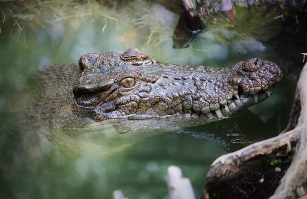 Cairns: Daintree & Cape Tribulation 2-Day Tour with Options