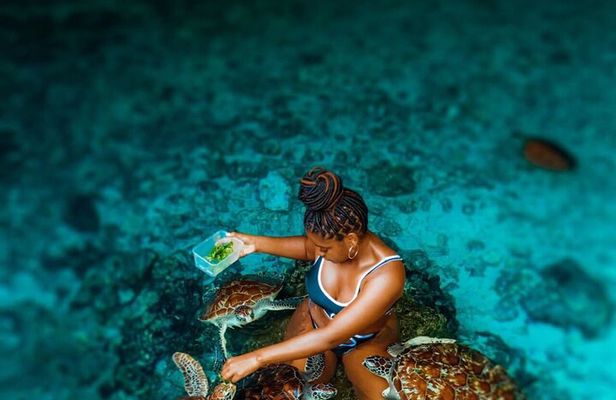 Explore Zanzibar with Jozani Red Colobus Monkey and Turtle Swim
