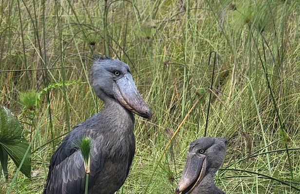 Shoebill Tours and Bird Watching at Mabamba Swamp Uganda