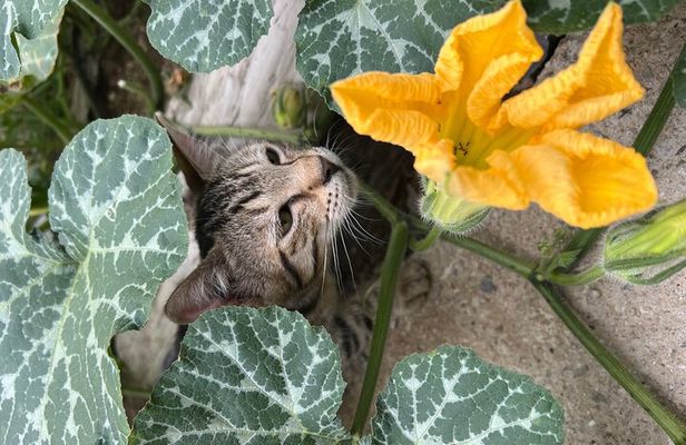 Private Cooking Class on the Path of the Lemons