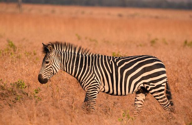 2 Days Mikumi Safari and Bush Walking with SGR Train Journey