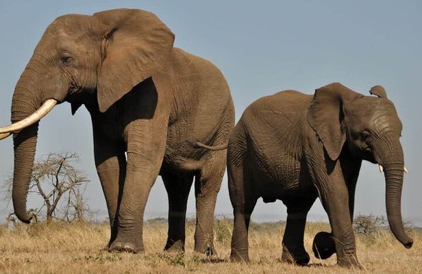 Aquila Safari Full Day Tour Spot the Big Five from Cape Town