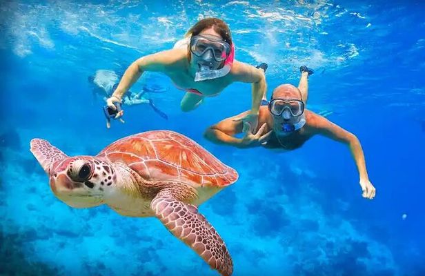 Abu Dabbab Turtle Watching & Snorkeling Adventure from Hurghada