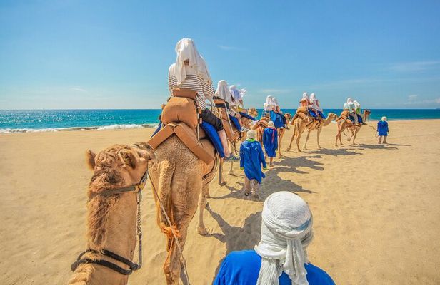 Camel Ride in Los Cabos with Buffet Food and Beer