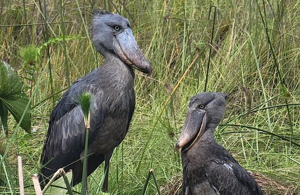Daily Shoebill Tours