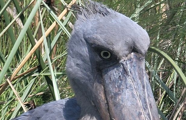 Daily Shoebill Tours